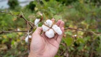 cottonpicked_1161x653 | Ukrit Chaiwattanakunkit / Dreamstime.com